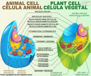 yapboz Hayvan ve bitki hücreleri